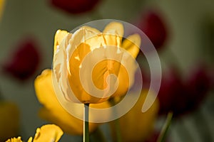 Tulips in the Central Park of culture and recreation in St. Petersburg.