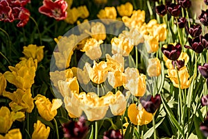 Tulips in the Central Park of culture and recreation in St. Petersburg.