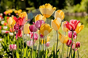 Tulips in the Central Park of culture and recreation in St. Petersburg.