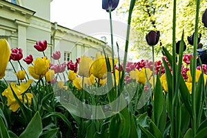 Tulips in the Central Park of culture and recreation in St. Petersburg.