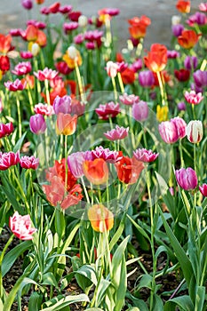 Tulips in the Central Park of culture and recreation in St. Petersburg.