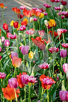 Tulips in the Central Park of culture and recreation in St. Petersburg.