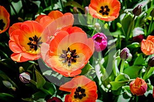 Tulips in the Central Park of culture and rest of St. Petersburg.