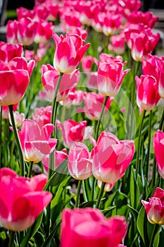 Tulips in the Central Park of culture and rest of St. Petersburg.