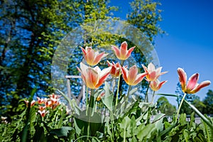 Tulips in the Central Park of culture and rest of St. Petersburg.