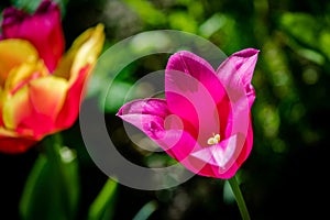 Tulips in the Central Park of culture and rest of St. Petersburg.