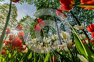 Tulips in the Central Park of culture and rest of St. Petersburg.