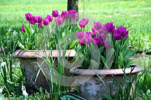 Tulips in the ceramics pot photo