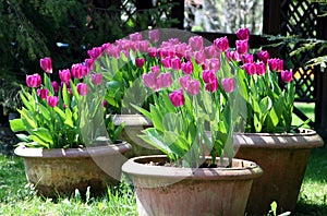 Tulips in the ceramics pot photo