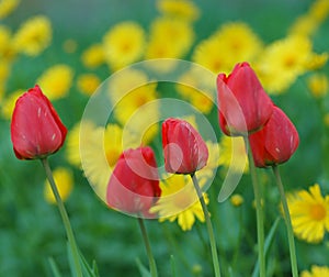 Tulips and chamomile flowers