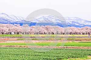 Tulips and cherry blossom trees or sakura with the Japanese Alps mountain range in the background , the town of Asahi in Toyama