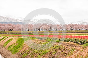 Tulips and cherry blossom trees or sakura with the Japanese Alps mountain range in the background , the town of Asahi in Toyama