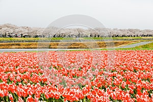 Tulips and cherry blossom trees or sakura  with the  Japanese Alps mountain range in the background , the town of Asahi in Toyama