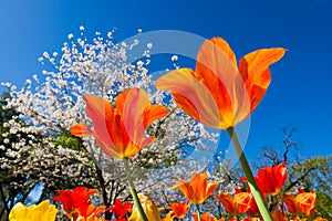 Tulips and cherry blossom trees on sunny spring day