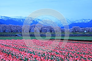 Tulips and cherry tree at daybreak