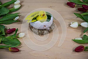 Tulips with chicks in the middle, wooden background