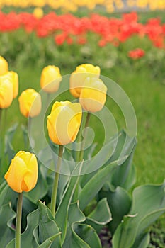 Tulips in the city, bright spring flowers, selective focus