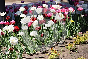 Tulips in the city flower bed, close-up