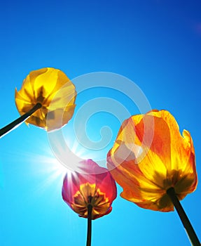 Tulips and clear sky