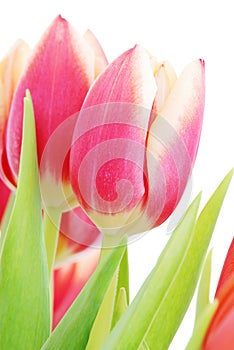 Tulips close up