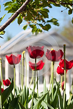 Tulips close up. Blurred background. juicy colors.