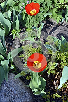 Tulips close up. Early tulip flowers bloomed in the spring in the garden. Primroses. Spring first garden flowers photo