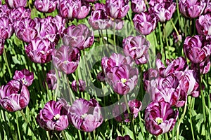 Tulips of Colombina variety