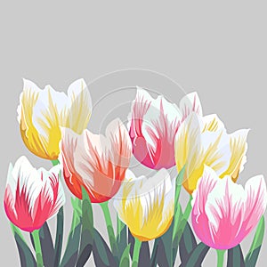 Tulips. Color vector tulips isolated on grey background. Flowers in different shapes for your design and greetings
