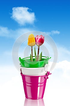 Tulips in colorful buckets - clipping path