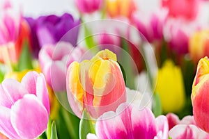 Tulips colorful spring flowers pink red yellow and green