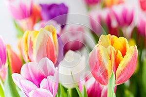 Tulips colorful spring flowers pink red yellow and green