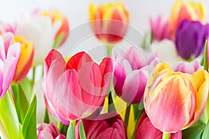 Tulips colorful spring flowers pink red yellow and green