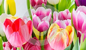 Tulips colorful spring flowers pink red yellow and green