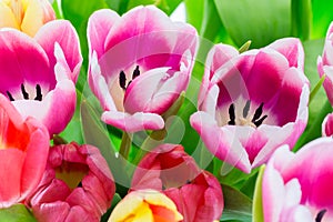 Tulips colorful spring flowers pink red yellow and green