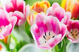 Tulips colorful spring flowers pink red yellow and green