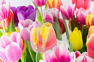 Tulips colorful spring flowers pink red yellow and green