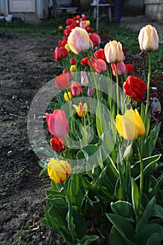 Tulips colors photo