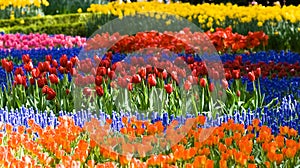 Tulips and common grape hyacinth