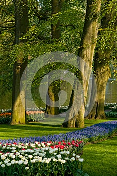 Tulips common grape hyacinth