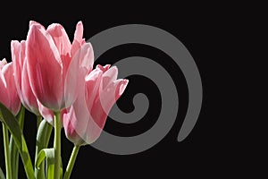 Tulips with copy space