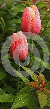 Tulips covered in morning dew