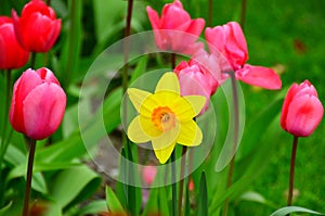 Tulips & Daffodil Garden