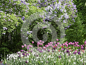 Tulips and daffodils blooming with purple lilacs in spring