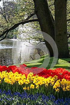 Tulips and Daffodils at the border of a pond with fountain