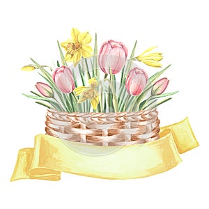 Tulips and daffodils delicate bouquet in wicker basket, yellow ribbon banner. Isolated hand drawn watercolor