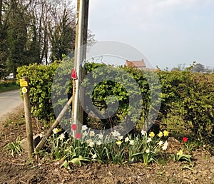 Tulips & Daffodils in Front of Pole & Hedge