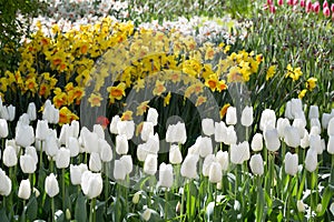 Tulips and daffodils in the Keukenhof Park. Holland.