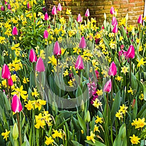 Tulips and daffodils in spring