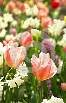 Tulips and daffodils in white and pastelcolors