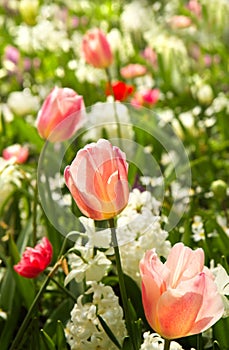 Tulips and daffodils in white and pastelcolors